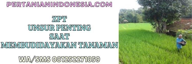 pembudidayaan tanaman,tumbuhan,budidaya tumbuhan,unsur penting,zpt bagus